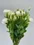 Lisianthus White  - 5 stems