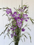 Corncockle Agrostemma Purple - 10st. 