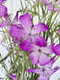 Corncockle Agrostemma Purple - 10st. 