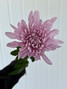 Cremon Mum Lavender - 10st.