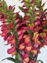 Foxgloves Dark Pink - 10st
