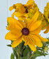 Rudbeckia Black Eyed Susan - 10st.