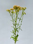 Cottage Yarrow Cream - 10 stems