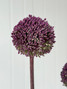 Allium Summer Drummer - 5st.