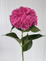 Hydrangeas Rodeo Pink - 5st. 