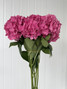 Hydrangeas Rodeo Pink - 5st. 