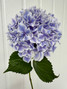 Hydrangeas Sunsation Purple - 5st.