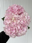 Hydrangeas Verena Pink - 5st. 