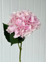 Hydrangeas Verena Pink - 5st. 