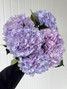 Hydrangeas Royal Benefit - 5st.