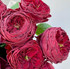 Grand Jubilee Garden Roses - 12st