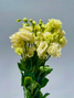 Lisianthus Butter  Yellow - 5 stems