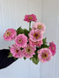 Zinnia Pink - 10st
