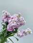 Stock Blush/Lilac CA-Grown - 10 stems