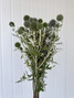 Echinops Globe Thistle - 10st. 