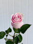 Rosita Vendela Roses - 25st.