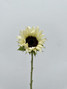 Sunflowers White (ca-grown)  - 5st.  