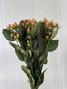 Hypericum Peach  - 10st