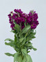 Stock Dark Purple CA-Grown - 10 stems