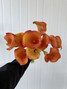 Mini Calla Lily Orange - 10st.