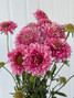 Scabiosa Pink (Ca-Grown) - 10st