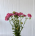 Scabiosa Pink (Ca-Grown) - 10st
