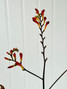 Crocosmia Orange - 10st. 
