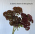 Sedum Bronze - 100 stems (Boxlots)