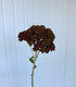 Sedum Bronze - 100 stems (Boxlots)