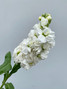 Stock White CA-Grown - 10 stems