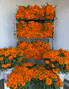 Marigold Orange Ca-Grown Boxlot - 100bu. (1000st.)