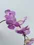Phaelepnosis Orchid Lavender Pink Candy Stripe (Boxlots)