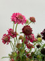Scabiosa Hot Pink Ca-Grown - 10st.