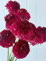 Scabiosa Red Apple - 10st.