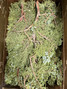 Juniper Berried 20lbs Case 