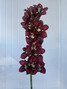 Cymbidium Flame Flor Red - 1st