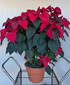 Poinsettia Red Potted 12inch  