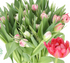 Tulip Double Flash Point Pink Boxlot - 15 bunches (150st. total)