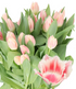 Tulip Double Frill Bell Song Boxlot - 15 bunches (150st. total)