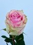 Esperance Roses - 125st. (5bu.)