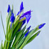 Iris Purple/Blue Ca-Grown - 50st (5bu.)