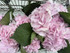 Hydrangea Assorted Natural Pink Boxlot - 35st 