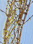 Forsythia Yellow Oregon Grown (6 ft.) - 50st. (10bu.)
