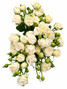 Ivory Flow Garden Spray Roses (CA-Grown) - 8st