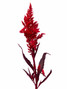 Feather Celosia Red Ca-Grown - 10st
