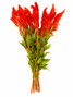Feather Celosia Orange Ca-Grown - 10st