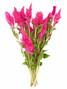 Feather Celosia Light Pink Ca-Grown - 10st