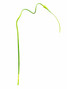 Allium Sativum Ophioscordon Green - 1st.