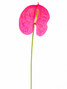 Anthurium Caribo - 5st.