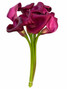 Calla Lily Mini Sumatra - 10st.